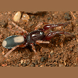 Diaphorecellus biplagiatus
